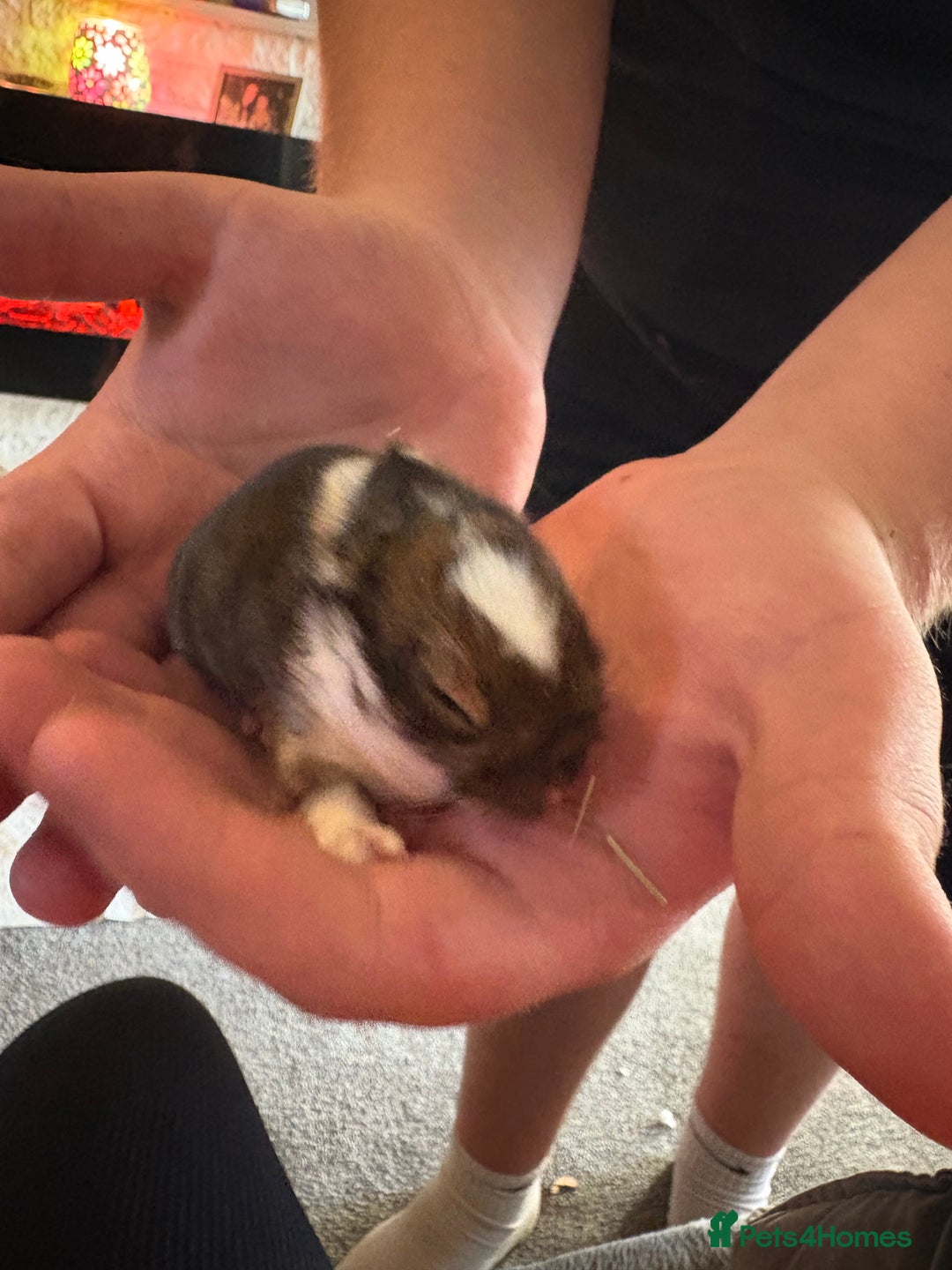 Mixed Breed rabbits for sale: Dwarf lion head/mini lop babies  - Advert 13