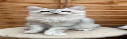 Maine Coon cats for sale: Registered with tica - Advert 14