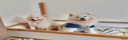 Samoyed dogs for sale: Samoyed pups - Advert 5