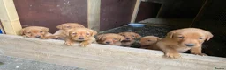 Labrador Retriever dogs for sale: Fox Red lab puppies  in Sheffield - Advert 1
