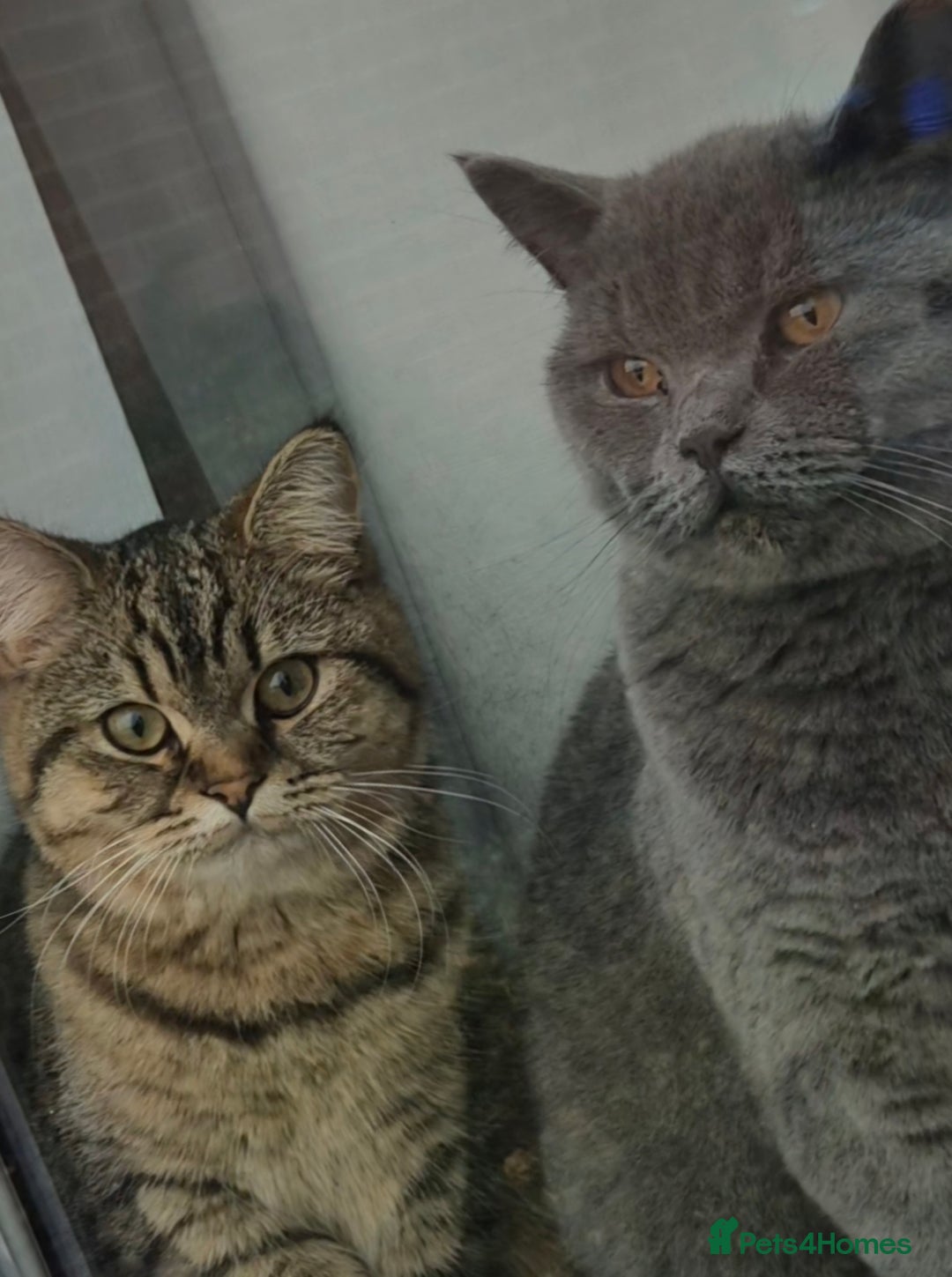 British Shorthair cats for sale: Bonded pair girl & boy - Advert 3