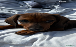 Dachshund dogs for sale: Dachshund puppies available for rehoming. - Image 9