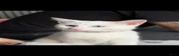 Turkish Angora cats for sale:  Beautiful White Cat  - Advert 3