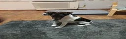Fox Terrier dogs for adoption: LOVELY LOKI LOOKING FOR LOVE - Advert 4