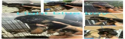 German Shepherd dogs for sale: German shepherd puppies for sale  - Advert 12