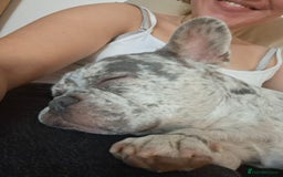 French Bulldog dogs for stud: Rolo Boy ready for the ladies 😍 - Image 14