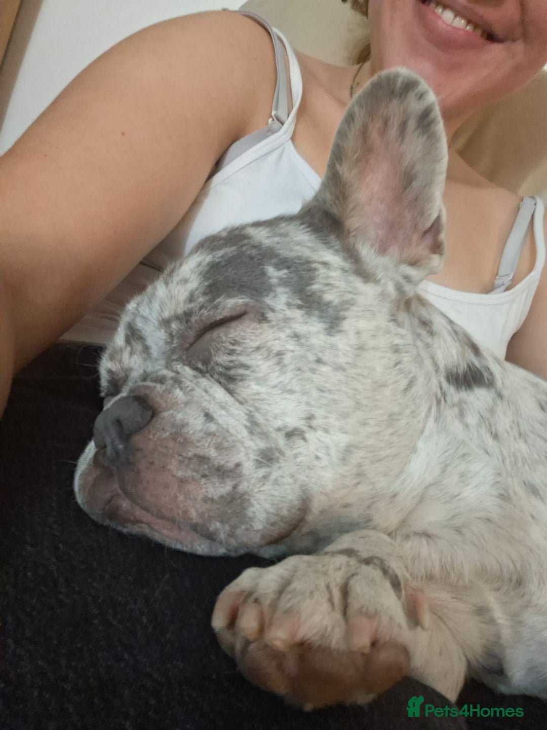 French Bulldog dogs for stud: Rolo Boy ready for the ladies 😍 - Image 14
