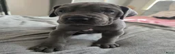 Great Dane dogs for sale: Great dane pups  - Advert 25