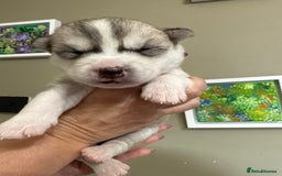 Siberian Husky dogs for sale: SIBERIAN HUSKY  - Image 12