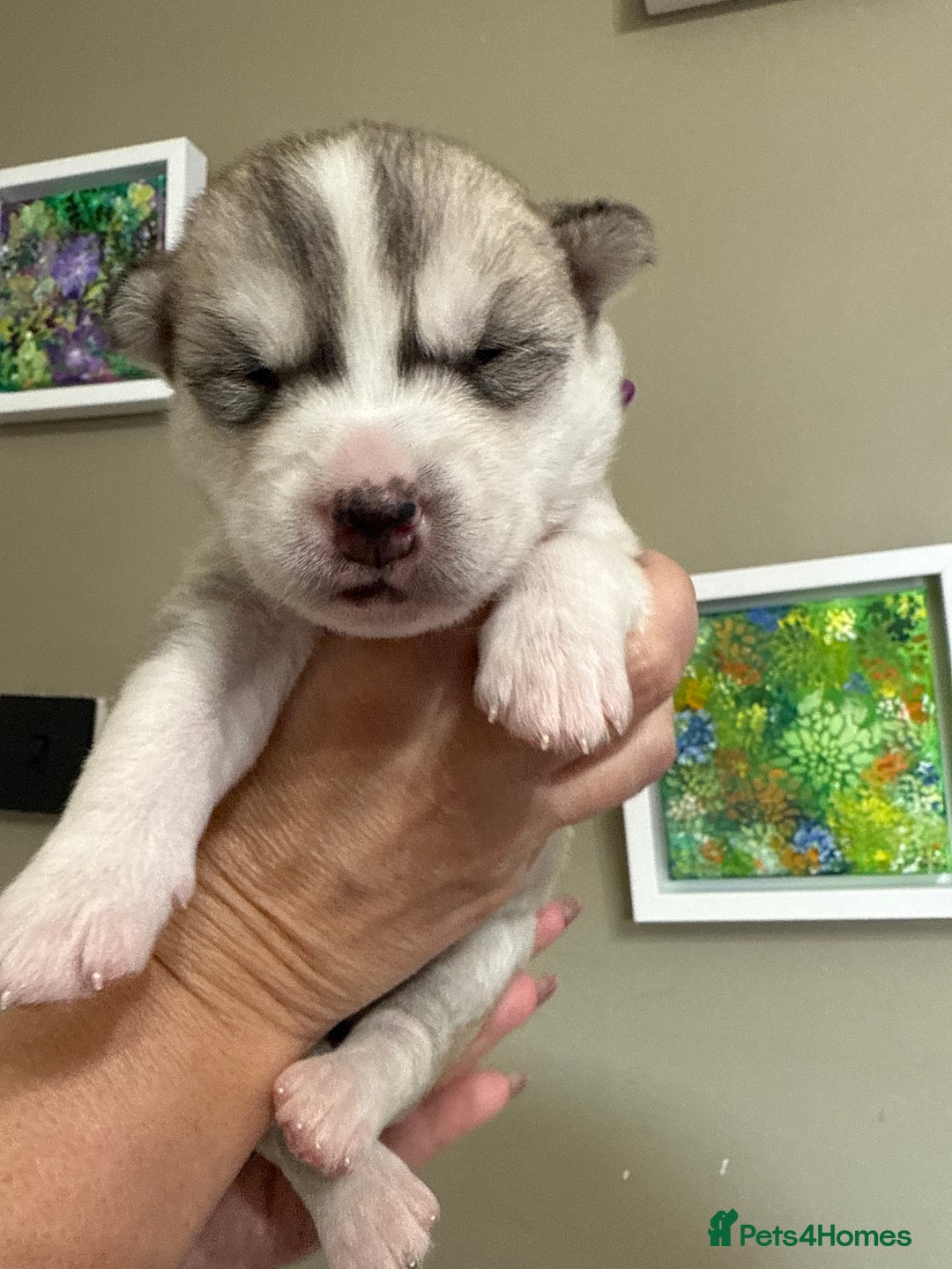 Siberian Husky dogs for sale: SIBERIAN HUSKY  - Image 12