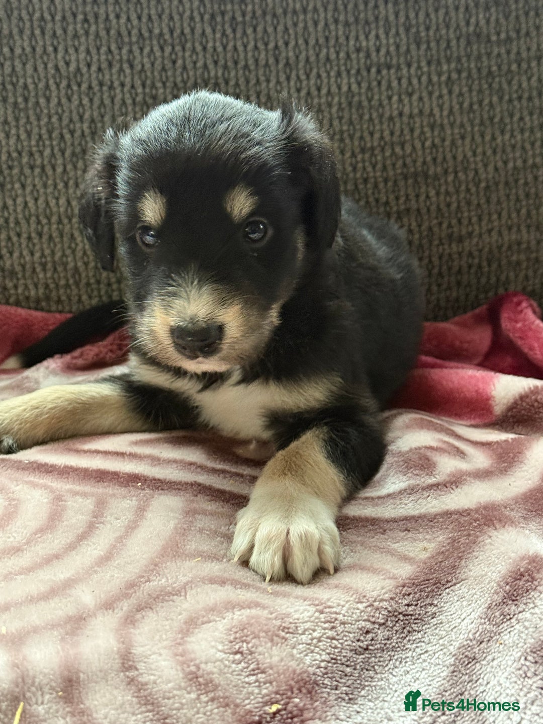 Lurcher dogs for sale: Beautiful woolly coated lurcher pups  - Advert 18