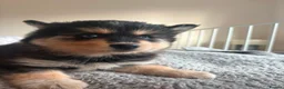 Pomsky dogs for sale: American Line Health Tested F4 Pomskys - Advert 21