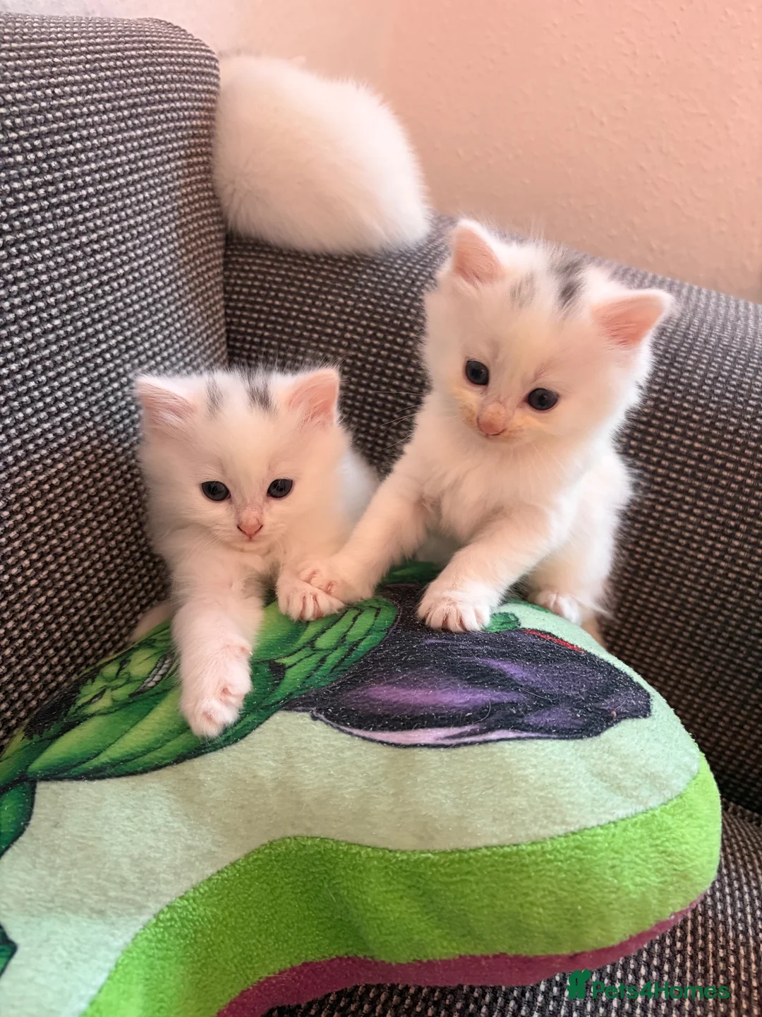 Turkish Angora cats for sale: 4 white fluffy Turkish angora Females - Advert 14