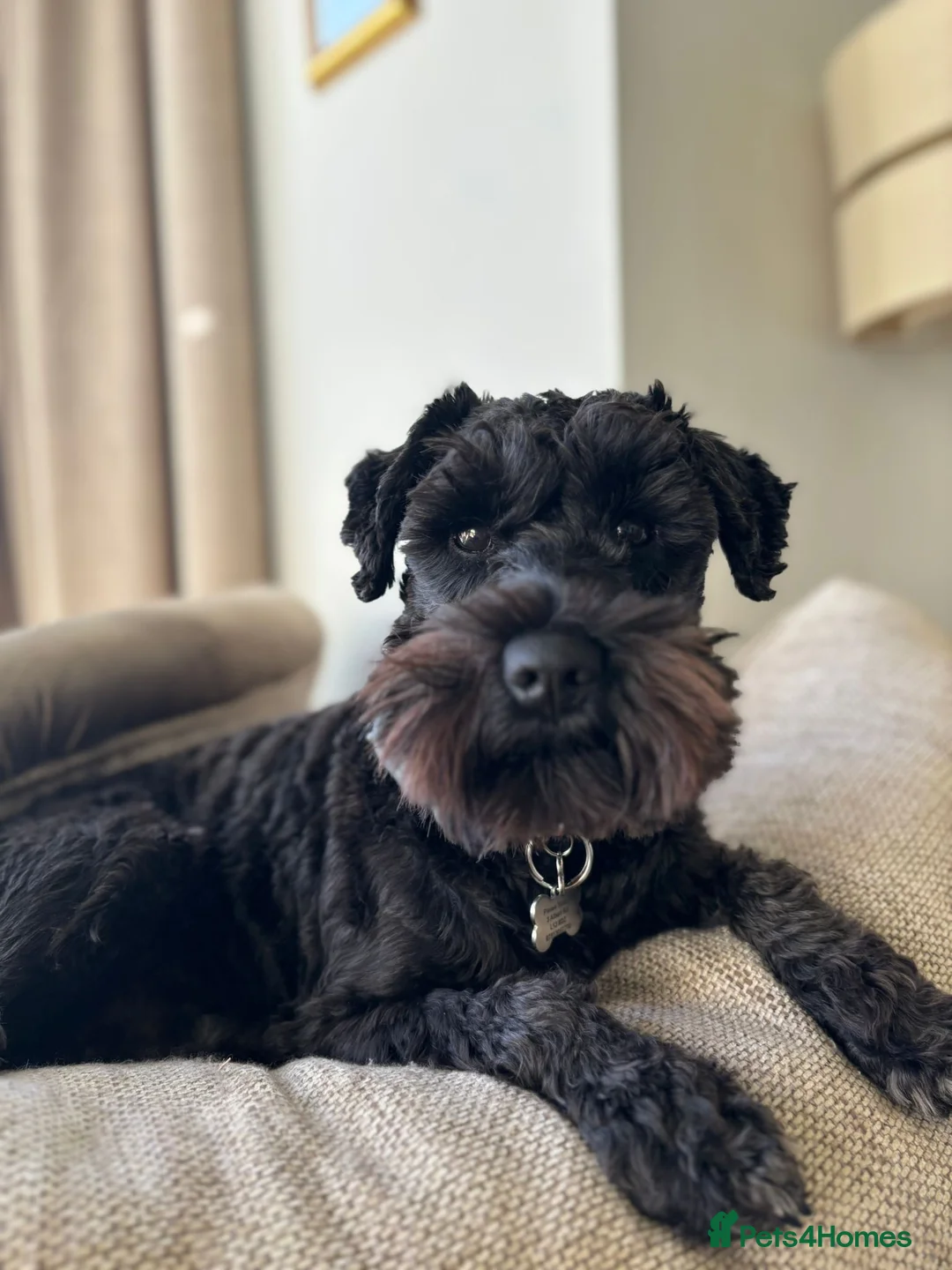 Miniature Schnauzer dogs for stud: Black Miniature schnauzer looking for girlfirend - Advert 2
