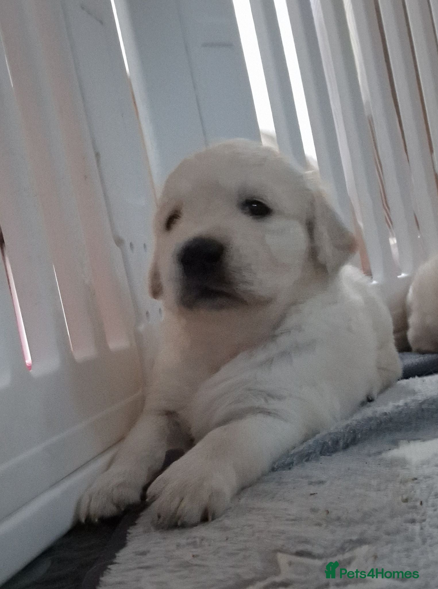 Golden Retriever dogs Stunning Cream KC registered Golden Retrievers  - Advert 2