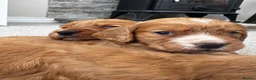 Cocker Spaniel dogs for sale: Outstanding Boys - Advert 9