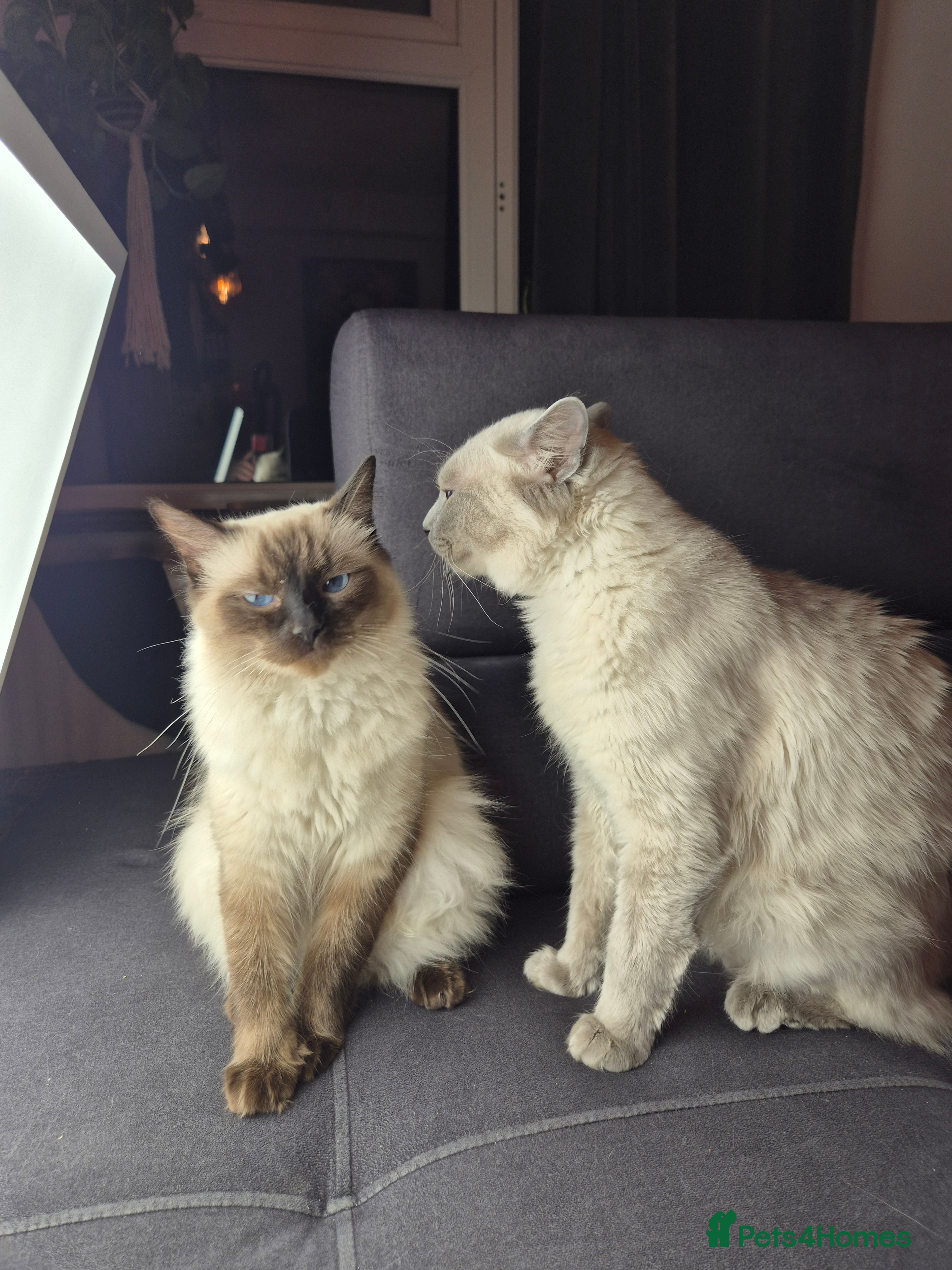 Ragdoll cats Purebred Ragdoll Kittens 13 Weeks 1 Male 3 Females - Advert 6