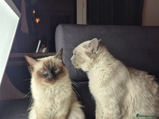 Ragdoll cats Purebred Ragdoll Kittens 13 Weeks 1 Male 3 Females - Advert 3