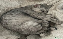 British Shorthair cats for sale: Silver Tipped Pedigree Kittens  - Image 2
