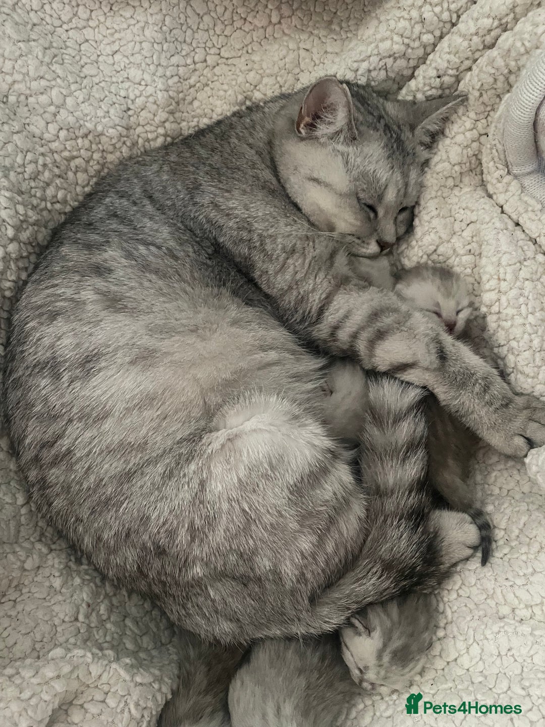 British Shorthair cats for sale: Silver Tipped Pedigree Kittens  - Image 2