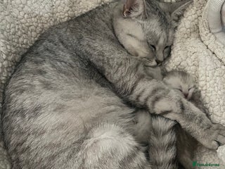 British Shorthair cats - Advert 14