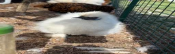 Chickens poultry for sale: White mini silkies  - Advert 3