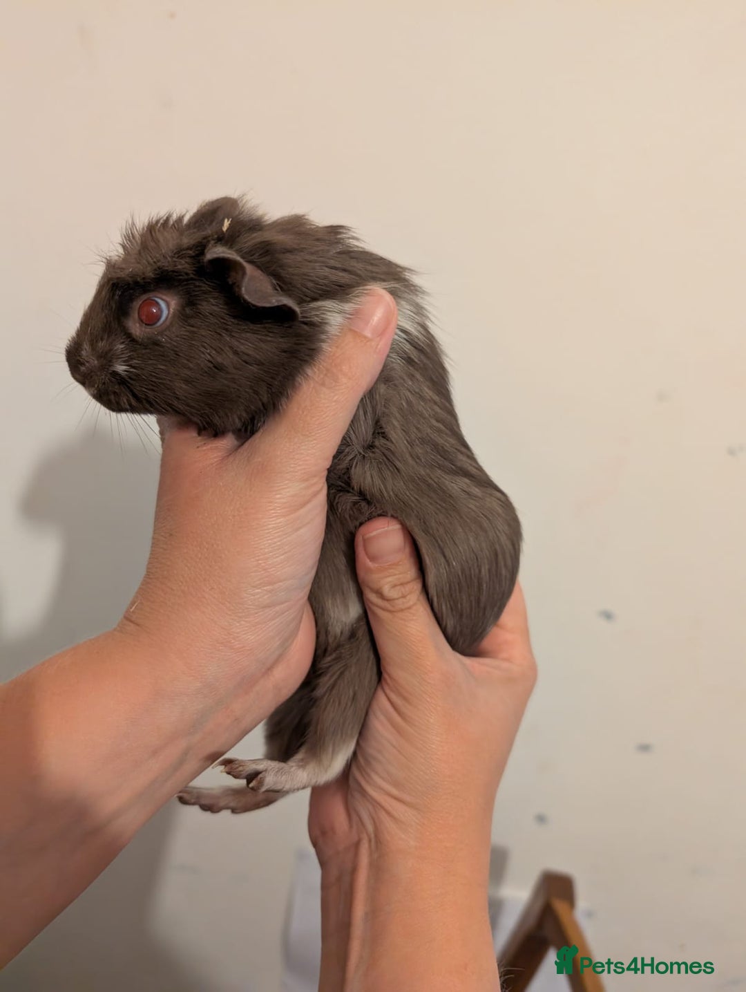 Guinea Pig rodents for sale: 3 x male guinea pigs  - Image 9