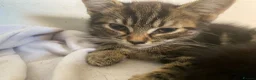 Mixed Breed cats for sale: Little ones looking for their forever home - Advert 36