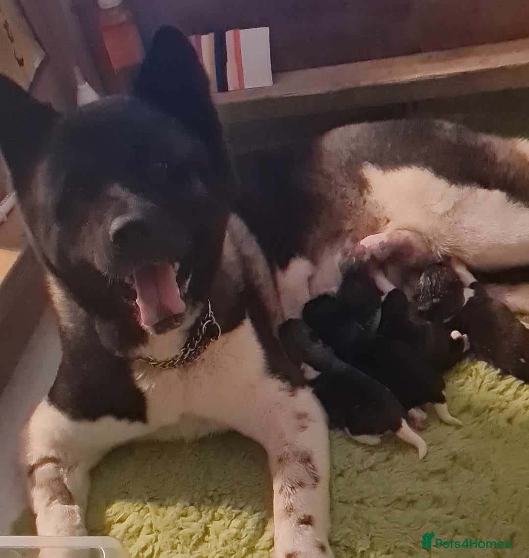 Akita dogs for sale: KC registered Akita puppies - Image 7