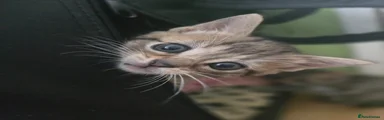 Mixed Breed Kitten 4