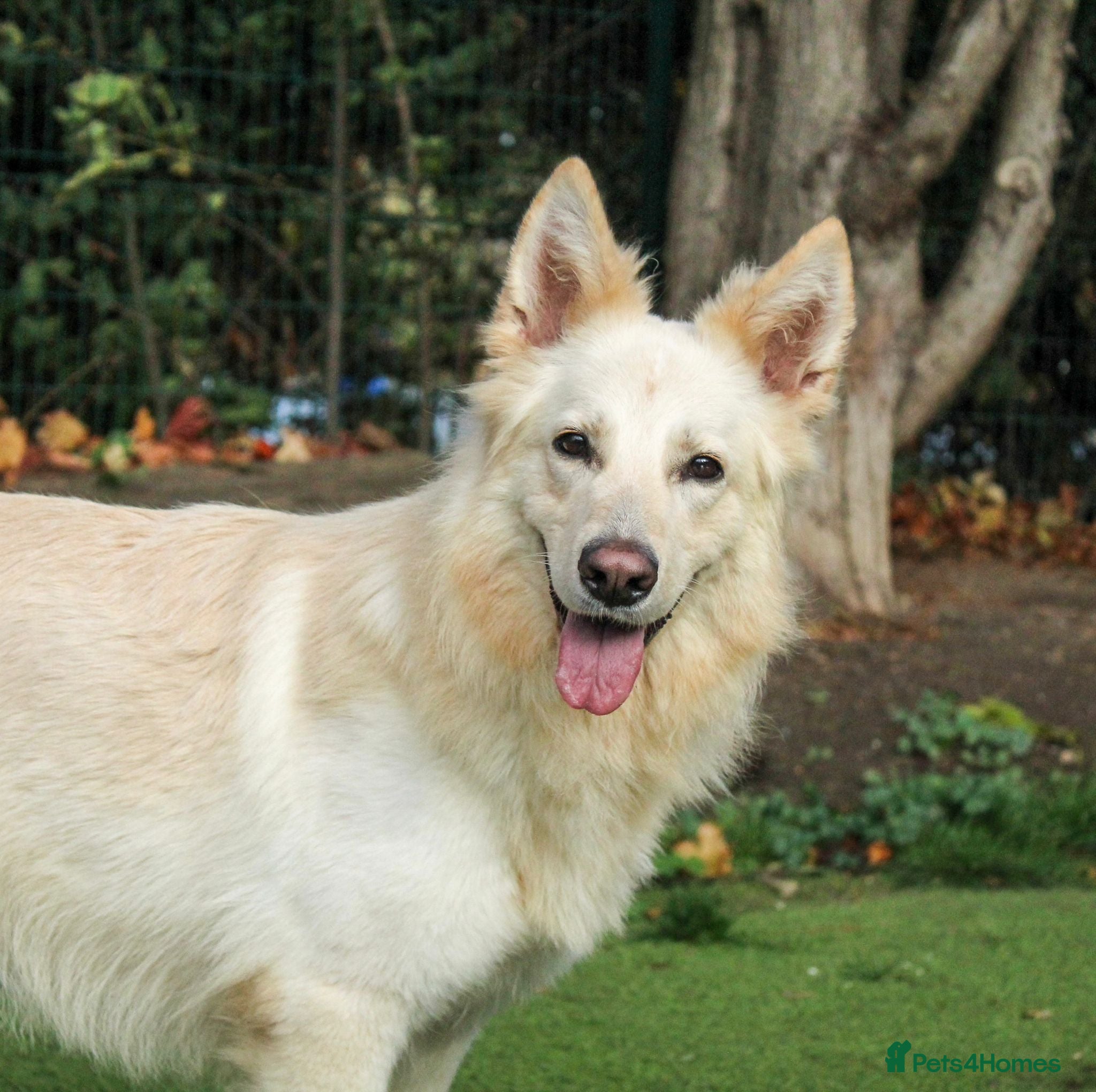 Mixed Breed dogs Lovely Ruby is looking for her forever home! - Advert 14