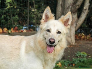 Mixed Breed dogs - Advert 16