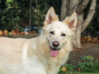 Mixed Breed dogs Lovely Ruby is looking for her forever home! - Advert 18