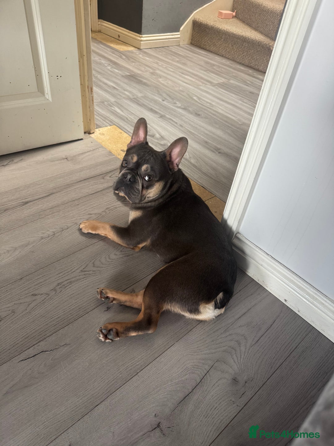 French Bulldog dogs for sale: Beautiful French bulldog - Advert 4