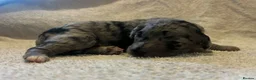 Labradoodle dogs for sale: Beautiful F1B labradoodle puppies  - Advert 2