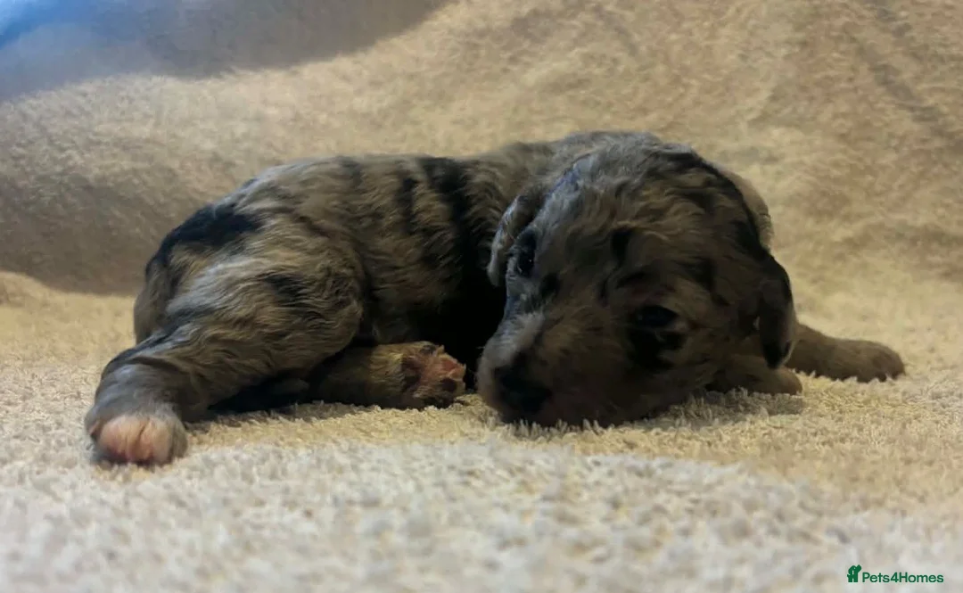 Labradoodle dogs for sale: Beautiful F1B labradoodle puppies  - Advert 2