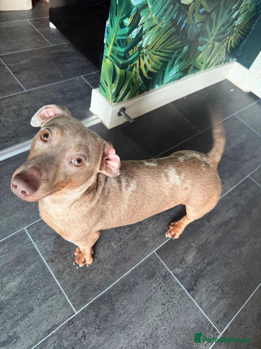 Dachshund dogs for sale: Merle dachshund Boy  in Spennymoor - Advert 1