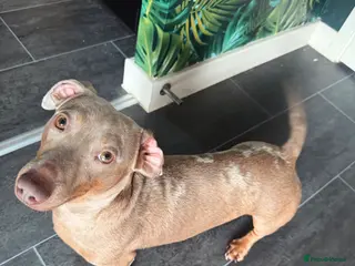 Dachshund dogs Merle dachshund Boy - Advert 13