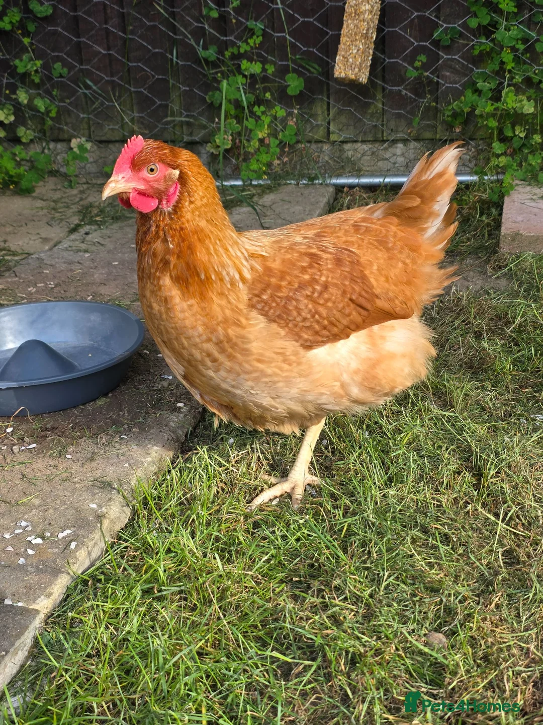 Mixed Breed birds for sale: 4 chickens and whole set up in Colchester - Advert 1