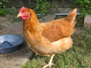 Mixed Breed birds 4 chickens and whole set up - Advert 20