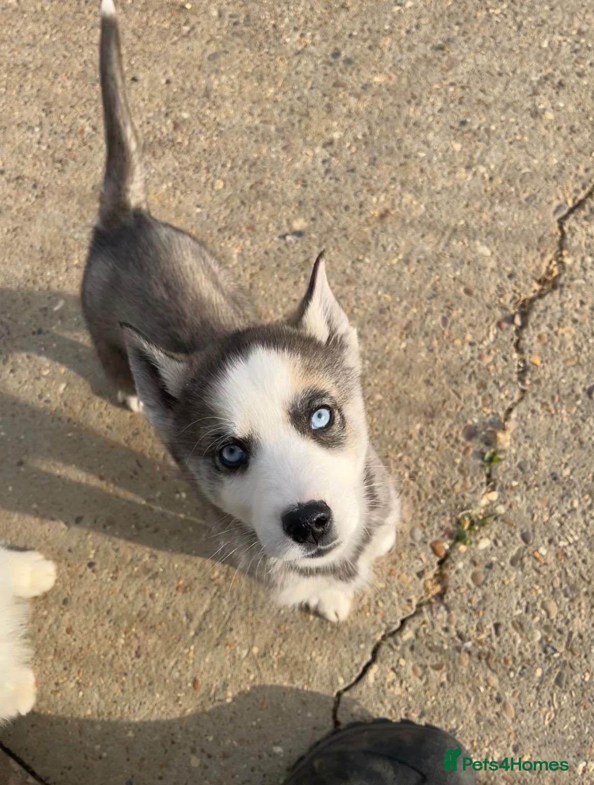 Siberian Husky dogs for sale: Stunning husky puppies  in Boston - Advert 7
