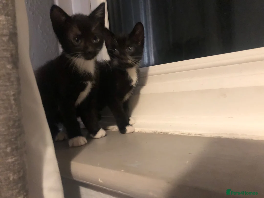 Mixed Breed cats for sale: Beautiful black and white brothers  - Advert 2