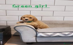 Cavachon dogs for sale: Cavapoochon puppies 🥰 - Image 10