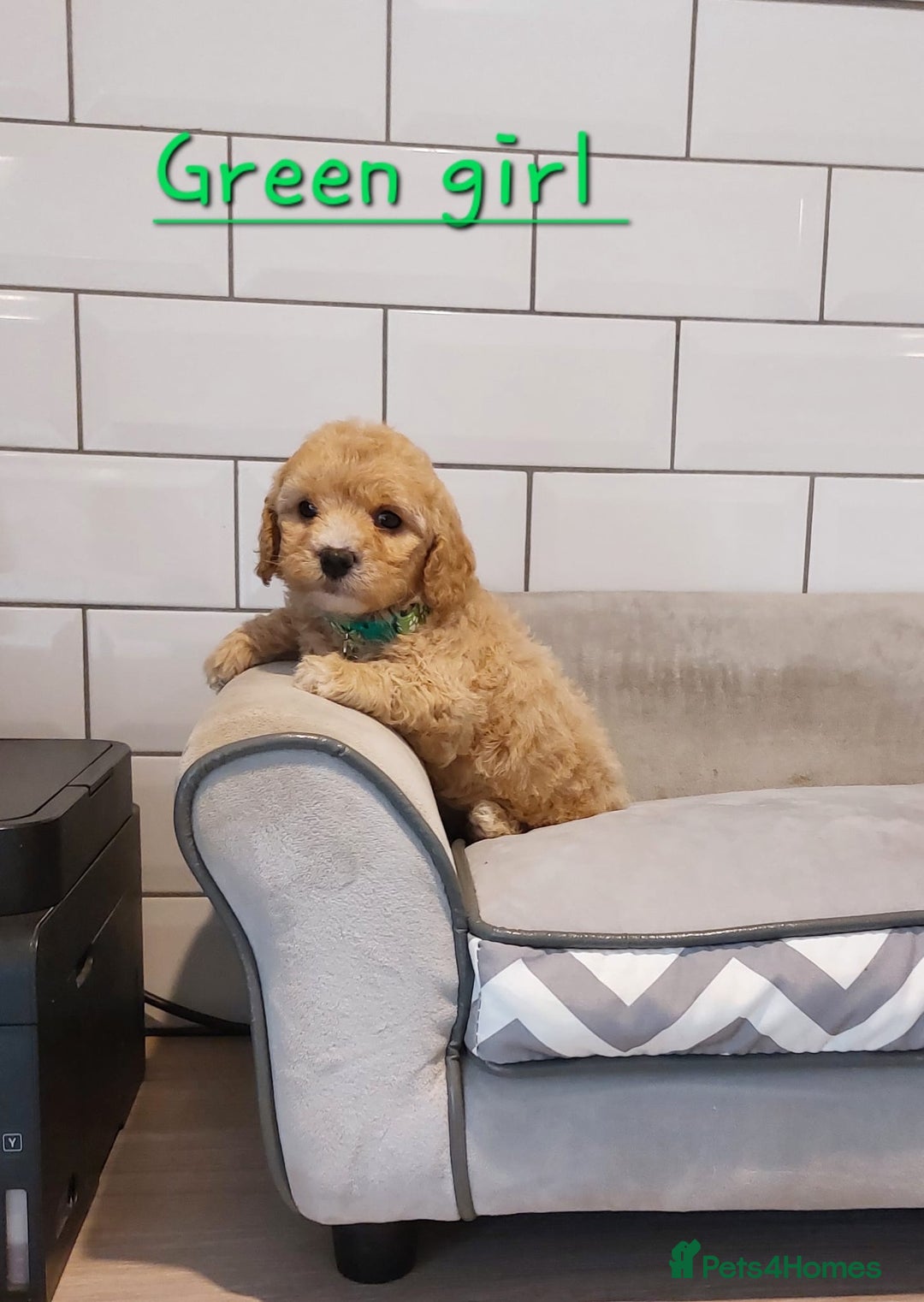 Cavachon dogs for sale: Cavapoochon puppies 🥰 - Image 10