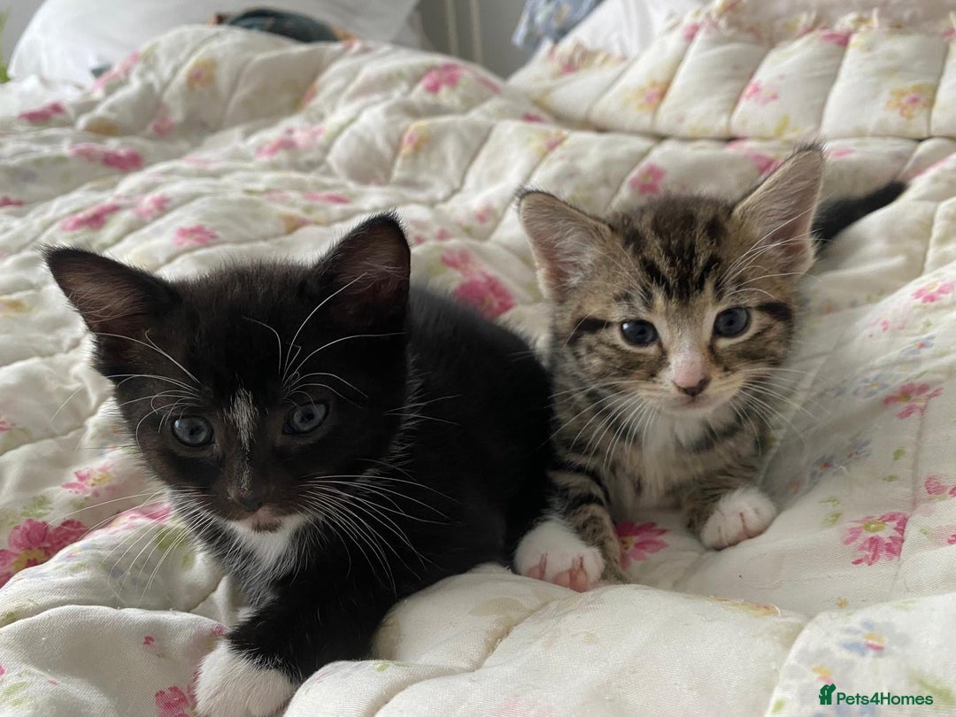 Domestic Shorthair cats for sale: Kittens Ready for Loving Homes – Brighton  - Image 3