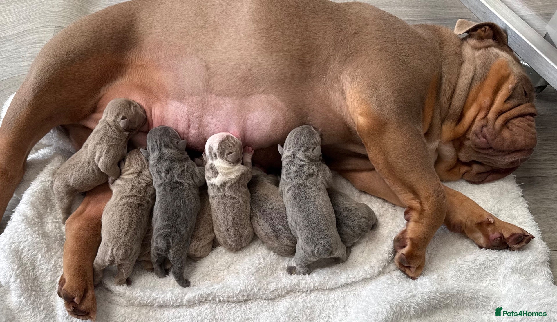 English Bulldog dogs for sale: KC English Bulldogs - stunning & health tested - Advert 15