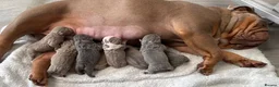 English Bulldog dogs for sale: KC English Bulldogs - stunning & health tested - Advert 18