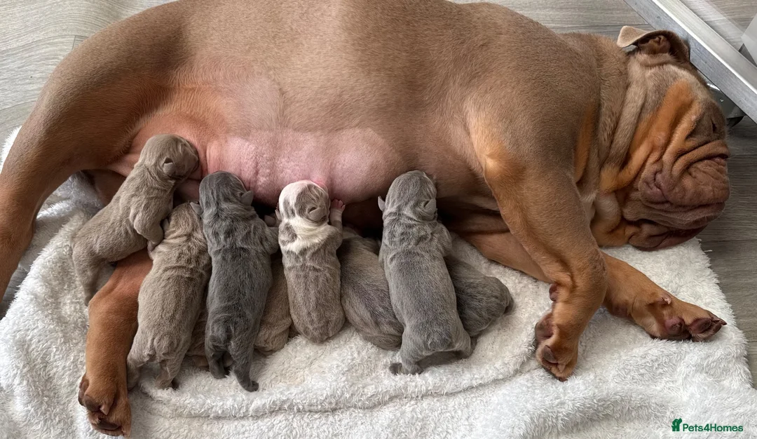 English Bulldog dogs for sale: KC English Bulldogs - stunning & health tested - Advert 18