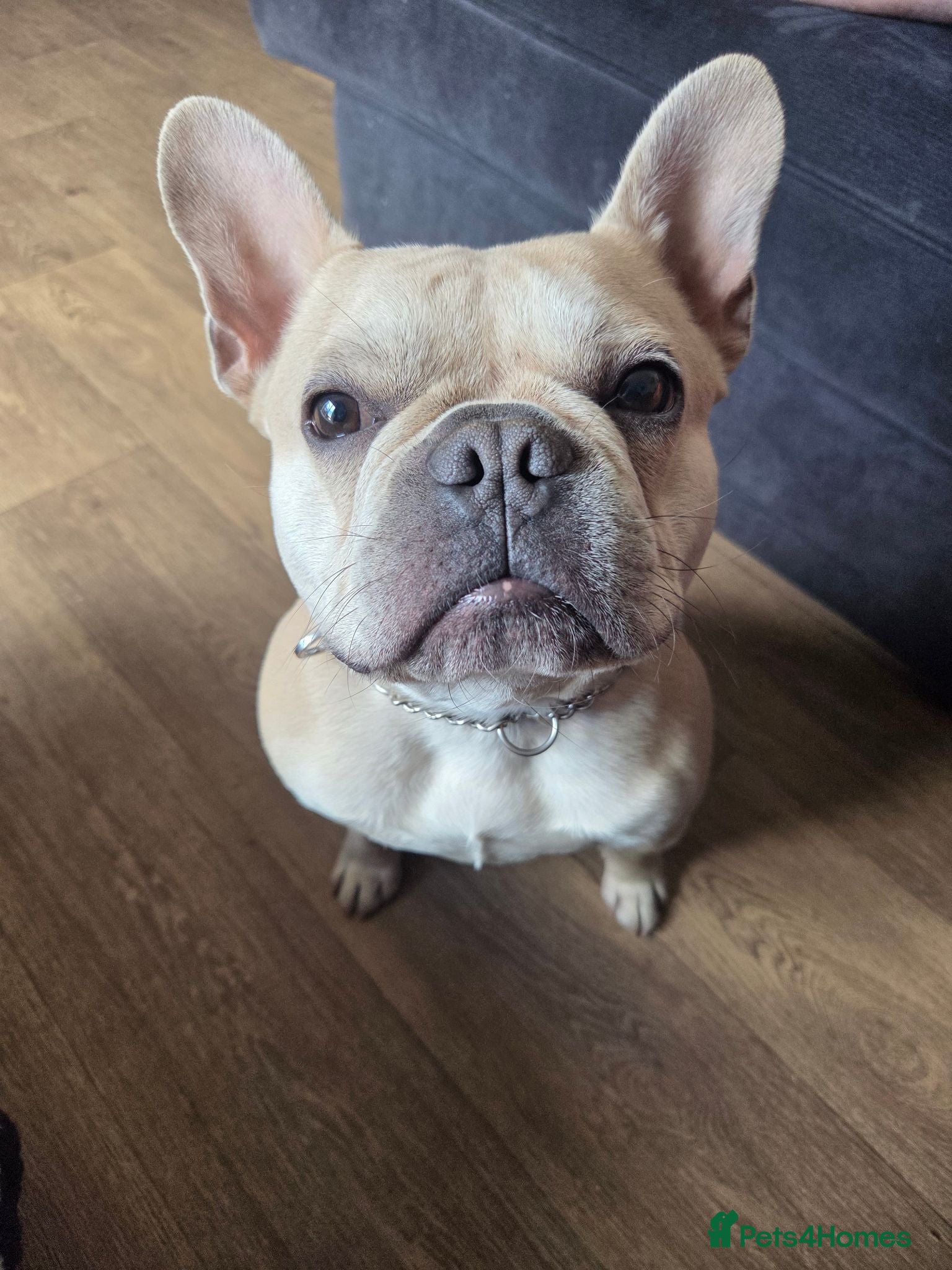 French Bulldog dogs Male french bulldog for stud  - Advert 6