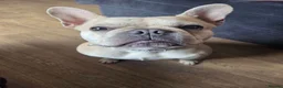 French Bulldog dogs for stud: Male french bulldog for stud  - Advert 1